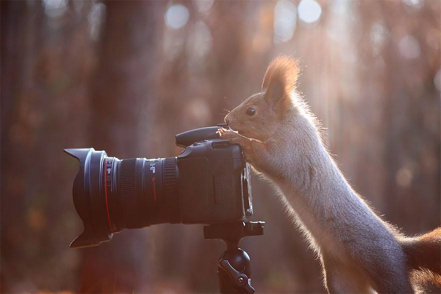 animales enamorados de la cámara ardilla