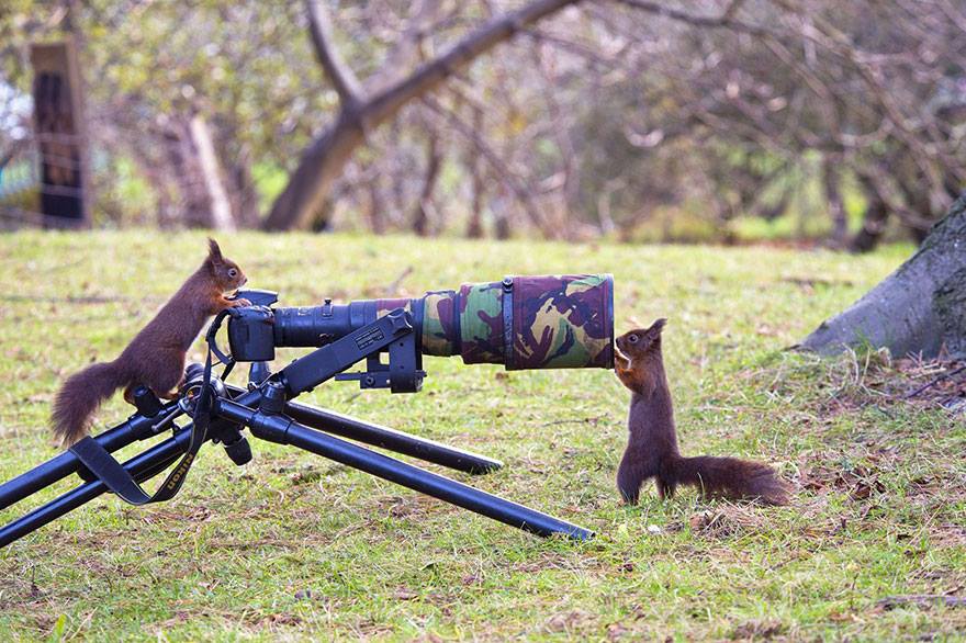 animales enamorados de la cámara ardillas
