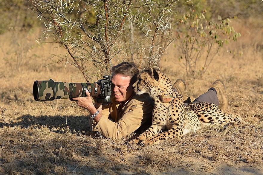 animales enamorados de la cámara guepardo