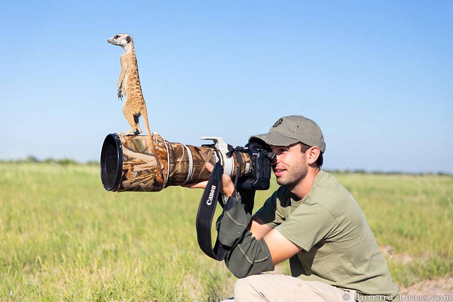 animales enamorados de la cámara suricato