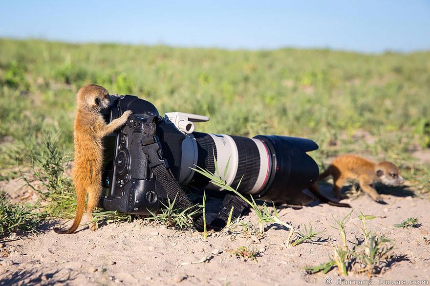 animales enamorados de la cámara suricatos