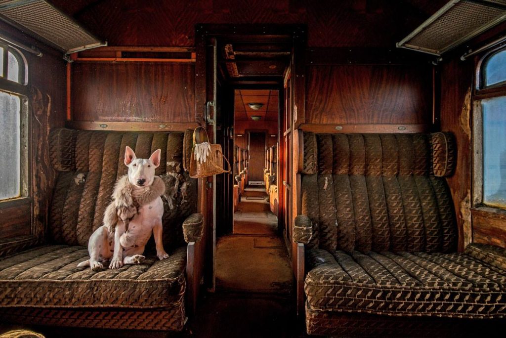Alice Van Kempen bulterrier tren