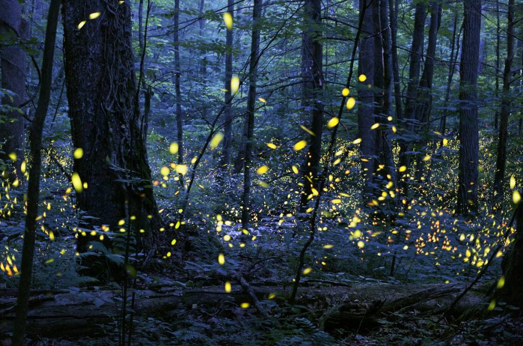 Ganador Imágenes Alteradas premio Smithsonian