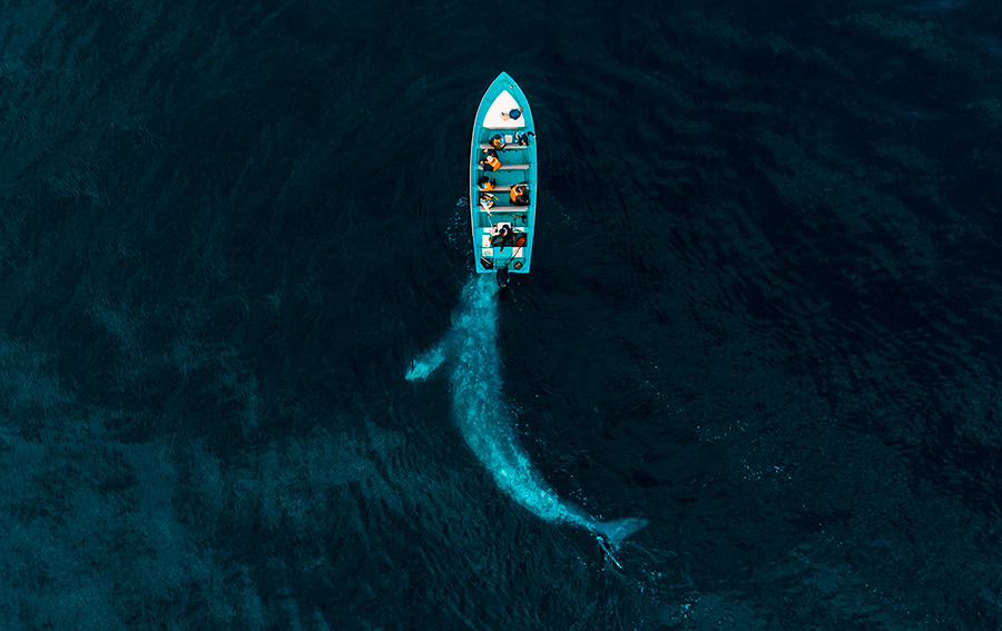 Categoría Naturaleza drone awards