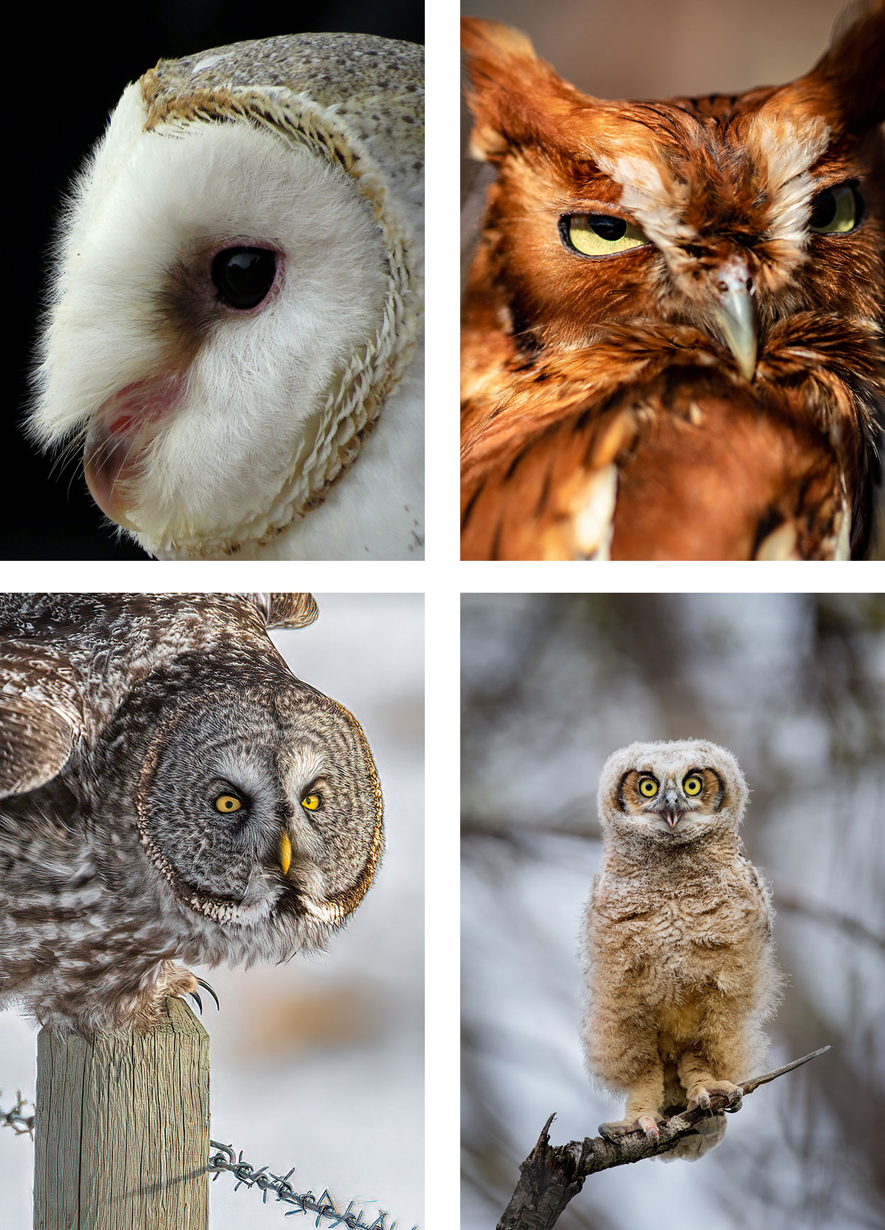 buhos-tipos-especies
