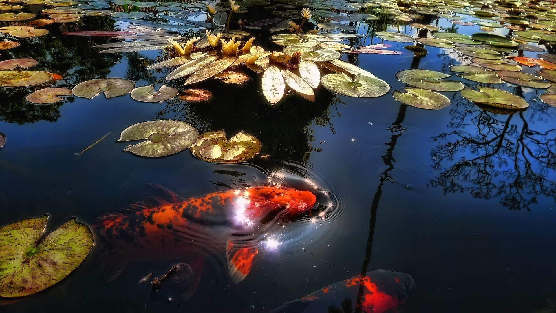 curiosidades carpa koi