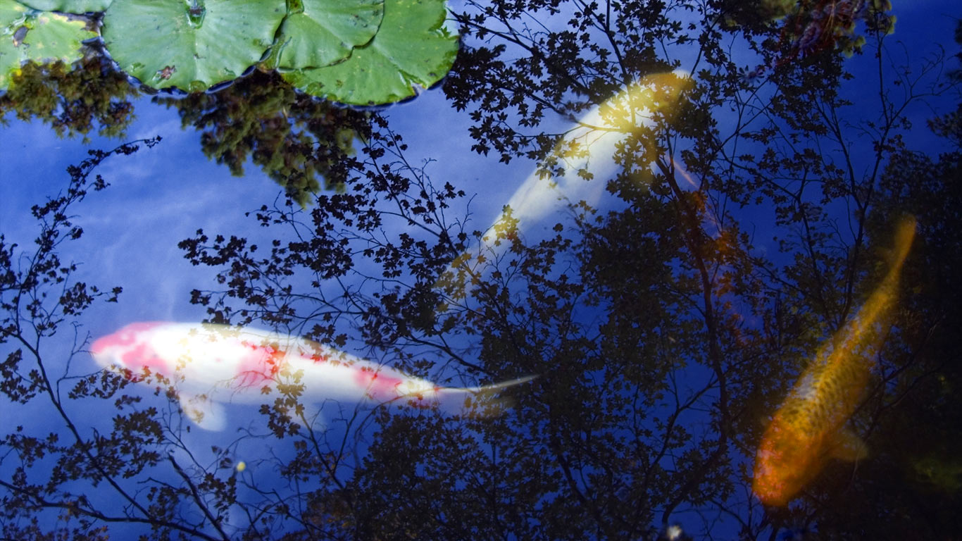 japon carpa koi peces
