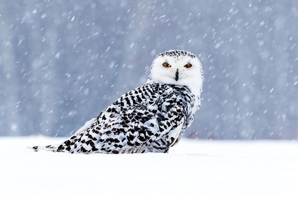 nieve-buho-blanco